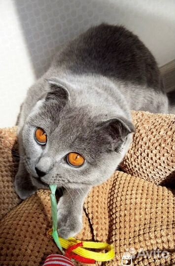 Кошка британка вислоухая