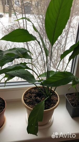 Комнатные растения/цветы спатифиллум