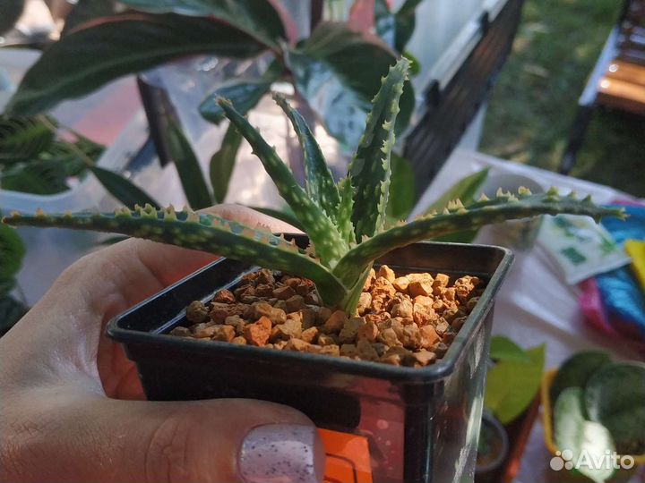 Алоэ и агава