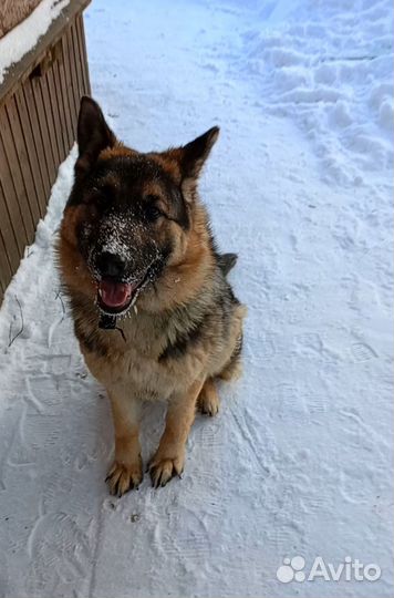 Немецкая овчарка в добрые руки