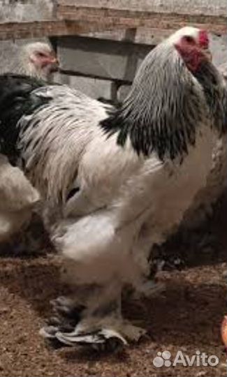 Продам молодых петушков