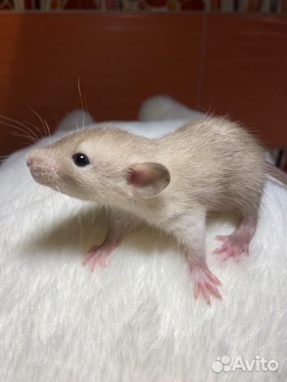 Крысята Дамбо крем шоколад с кледкой и кормом