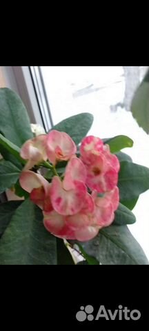 Цветы домашние в горшках