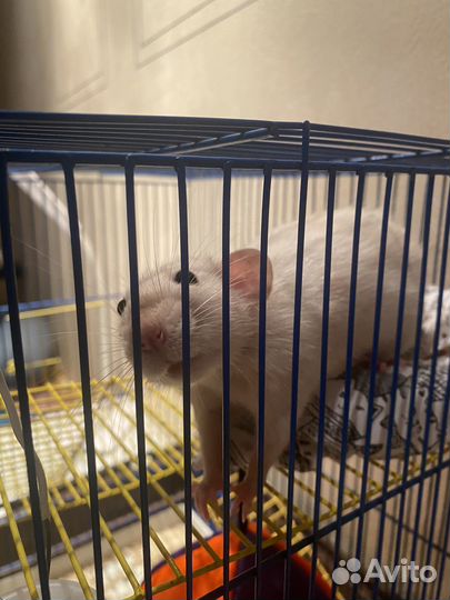 Клетка для грызунов бесплатно отдам