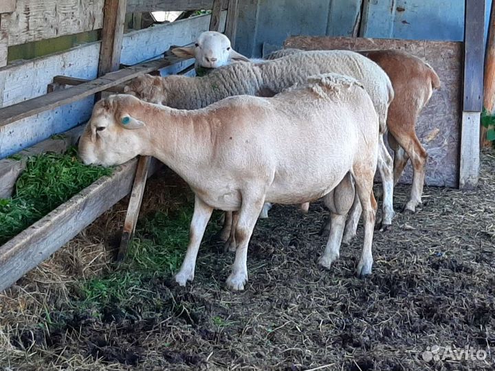 Катумские бараны, ягнята, козлята
