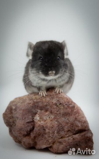Продаются шиншиллы разных окрасов
