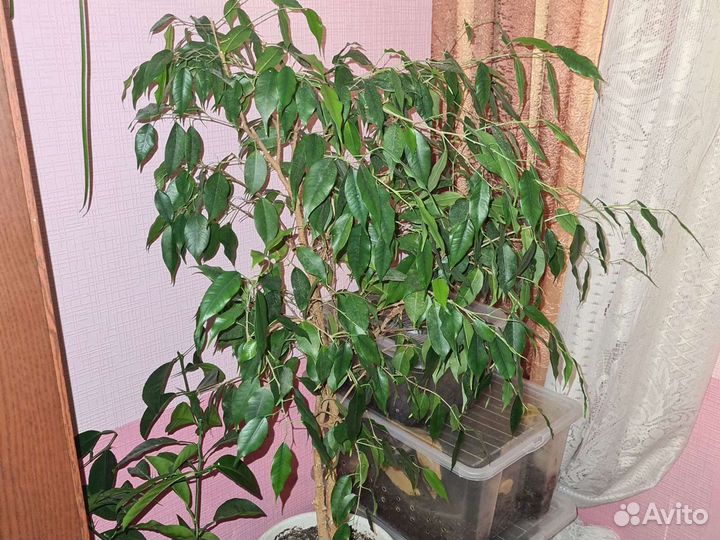 Фикус Бенджамина