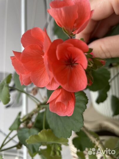 Пеларгония герань