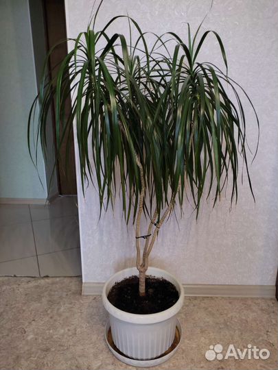 Большие комнатные цветы