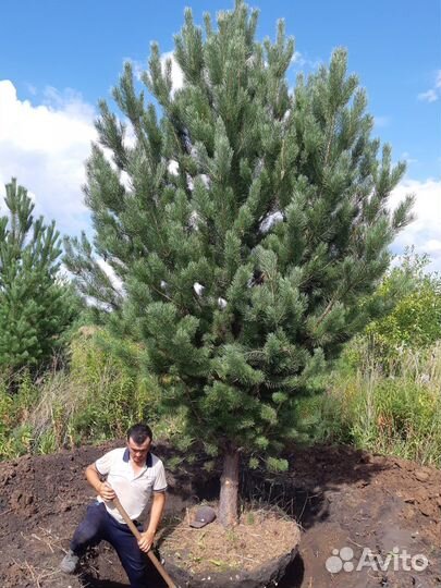 Саженцы сосны крупномеры 4,0-5,0 m