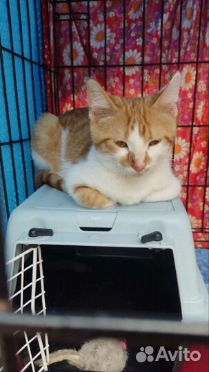 Рыжий котенок мальчик