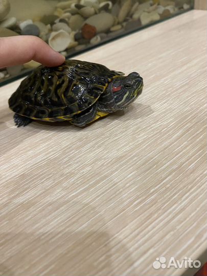 Красноухая черепаха с аквариумом