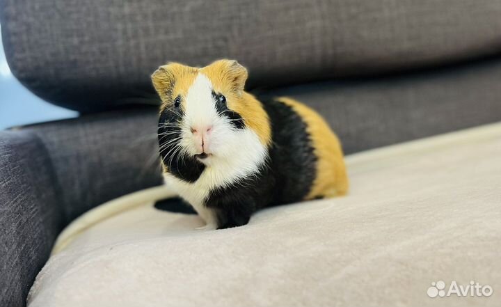 Морская свинка вязка