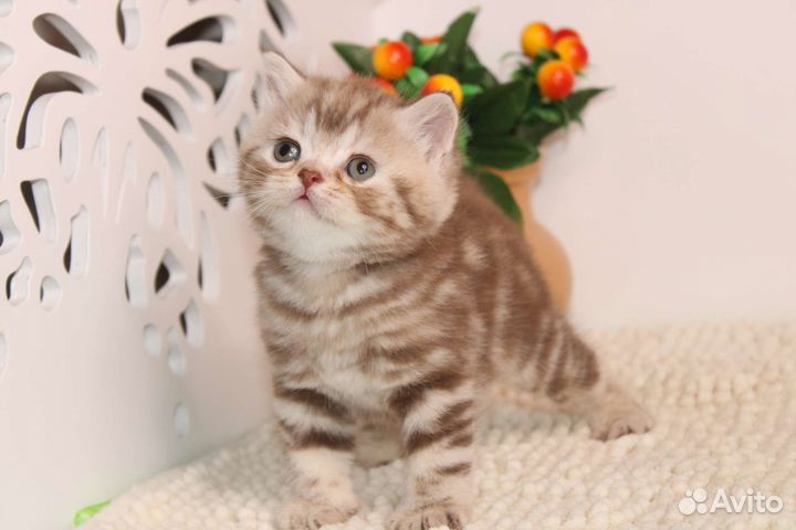 Мрамор шоколадный