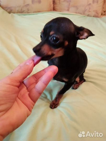 Супер мини той-терьер