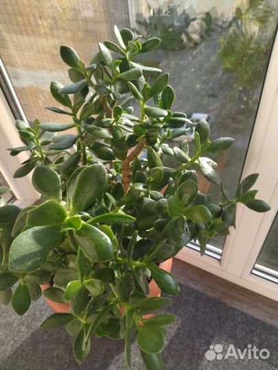 Красула, толстянка, дерево денег