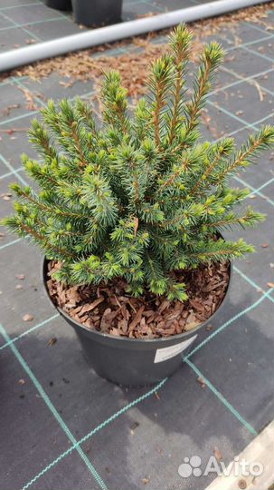 Ель Дейзи вайт, коника, соснагорная