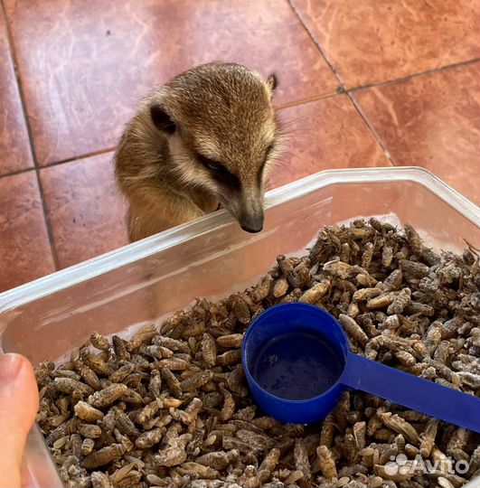 Кормовые насекомые/сверчки