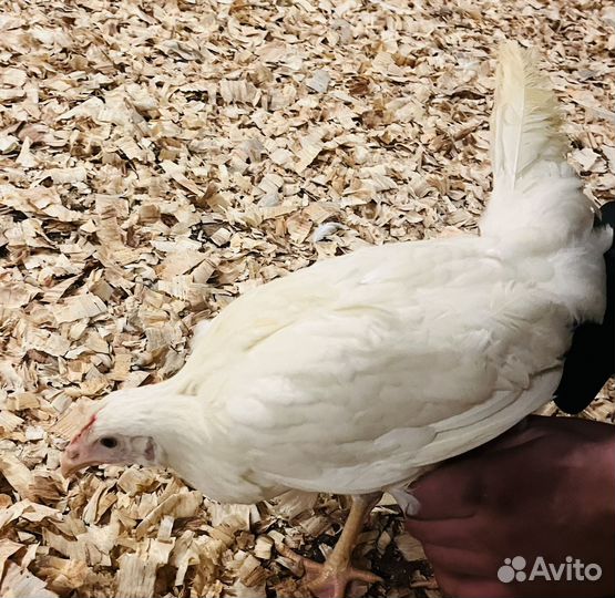 Куры молодки несушки