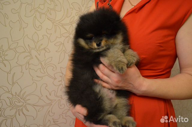 великие луки котята в добрые руки. блочный лук ассасин. собака рекс или рэкс. авито луки животные. авито луки животные.