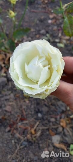 Роза 2х летка