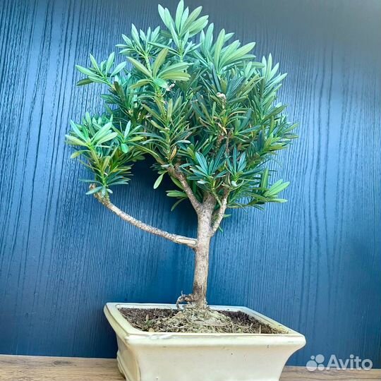 Бонсай Микс