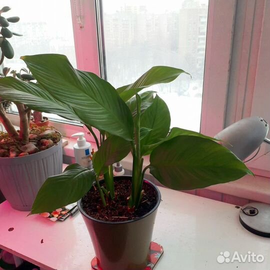 Спатифиллум