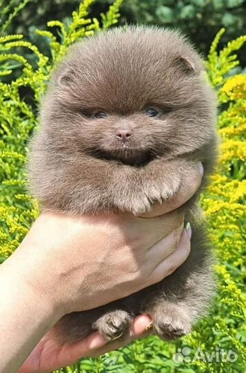 Померанский лиловый мини шпиц