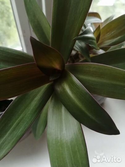Продам комнатные растения