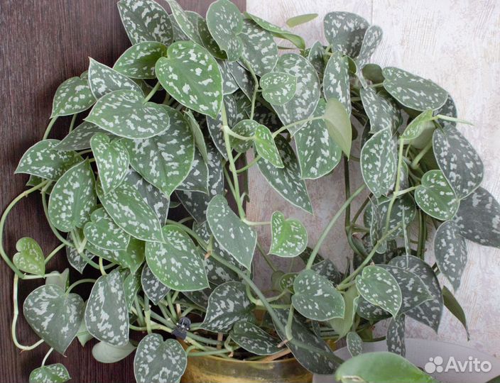 Домашние растения