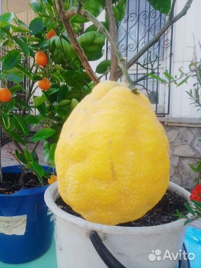 Лимон,апельсин,мандарин,цитрон,каламондин