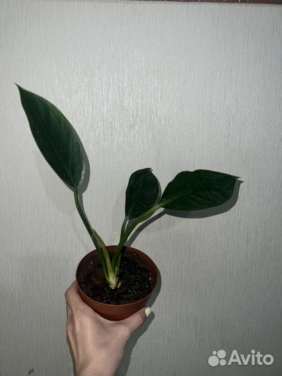 Филодендрон