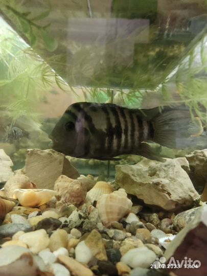 Бирюзовая акара