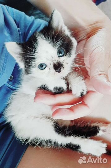 Котёнок с интересным окрасом 25 причин взять кота