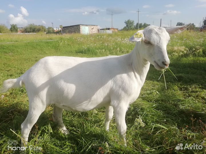 Коза и Козочки