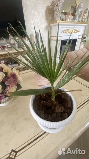 Пальма Вашингтония нитевидная выращена из семян