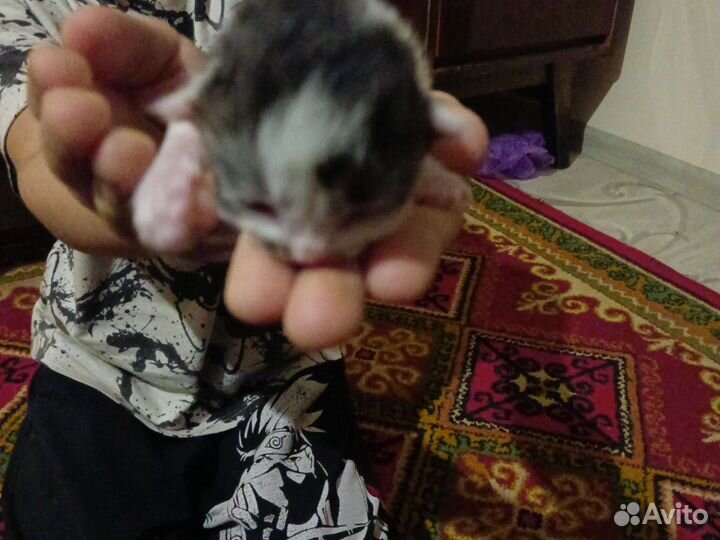 Домашние животные котята