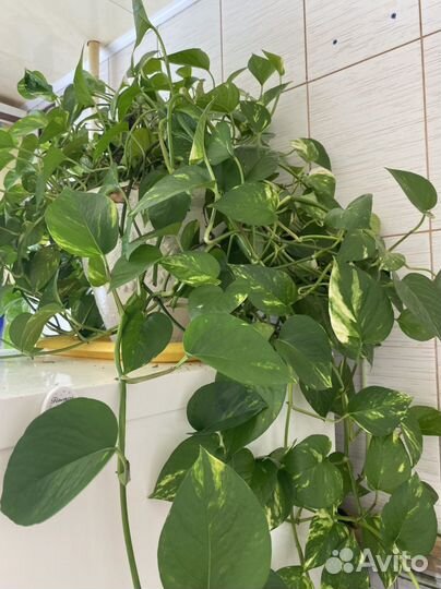 Комнатеое растение