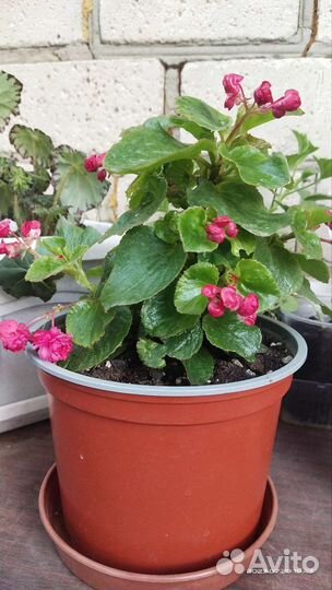Бегония вечноцветущая махровая