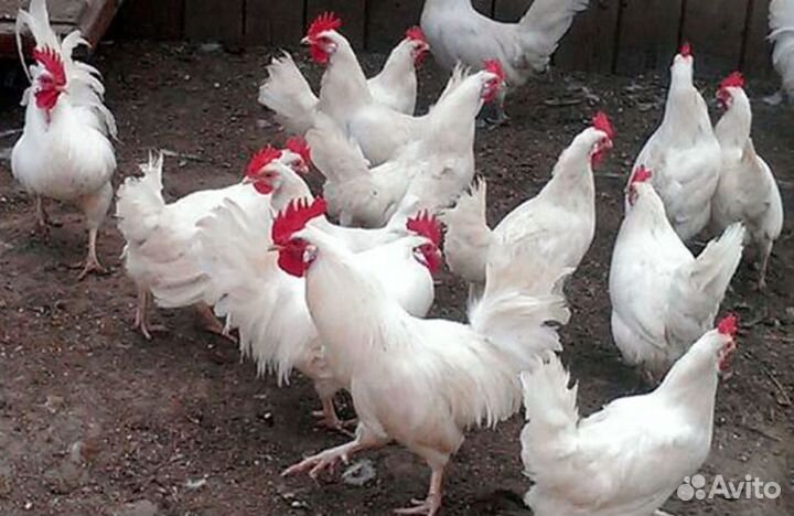 Куры Леггорн самое крупное яйцо 5 мес