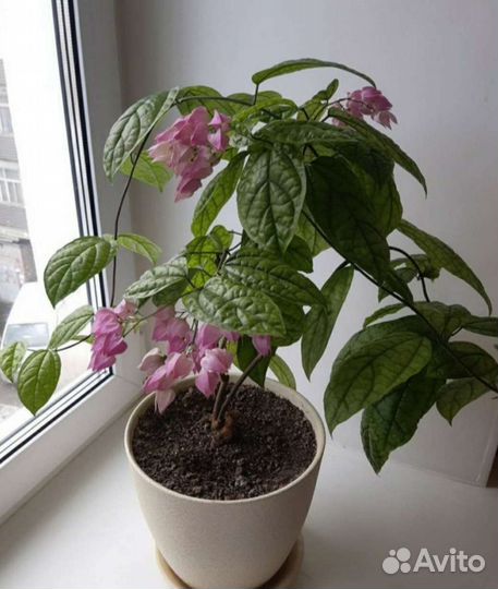 Клеродендрум Томпсон