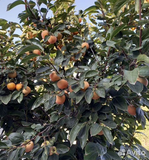 Хурма морозостойкая, редкие сорта, семена