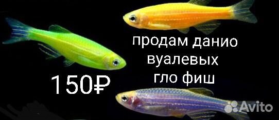 Продам аквариумных рыбок