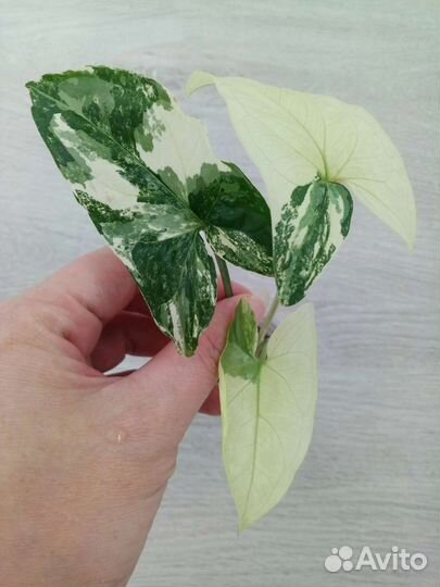 Сингониумы сортовые