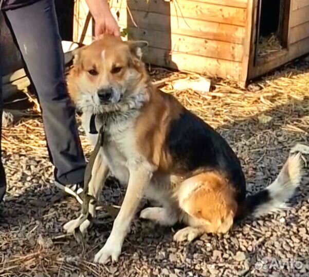 Отдадим настоящего красавца в заботливые руки