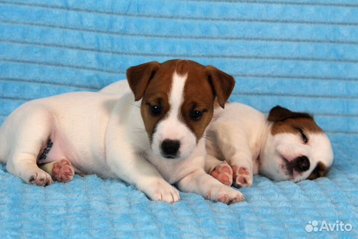 Джек Рассел терьер