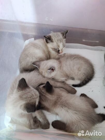 Тайские котята