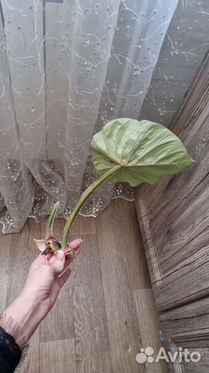 Сортовые филодендроны