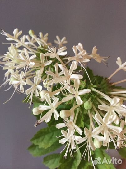 Клеродендрумы