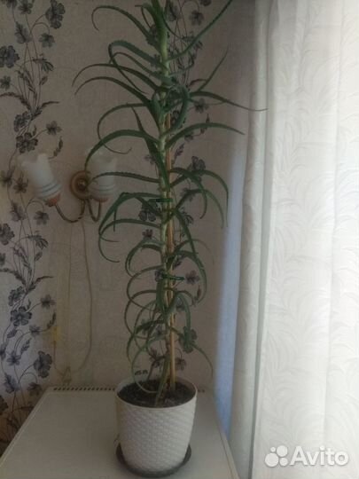 Алоэ лечебный